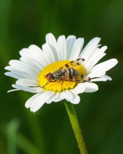 Otites porcus